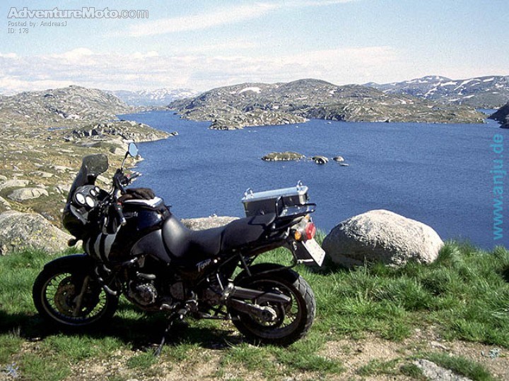 Tiger in the Wild II - plateau nearby Lysefjord